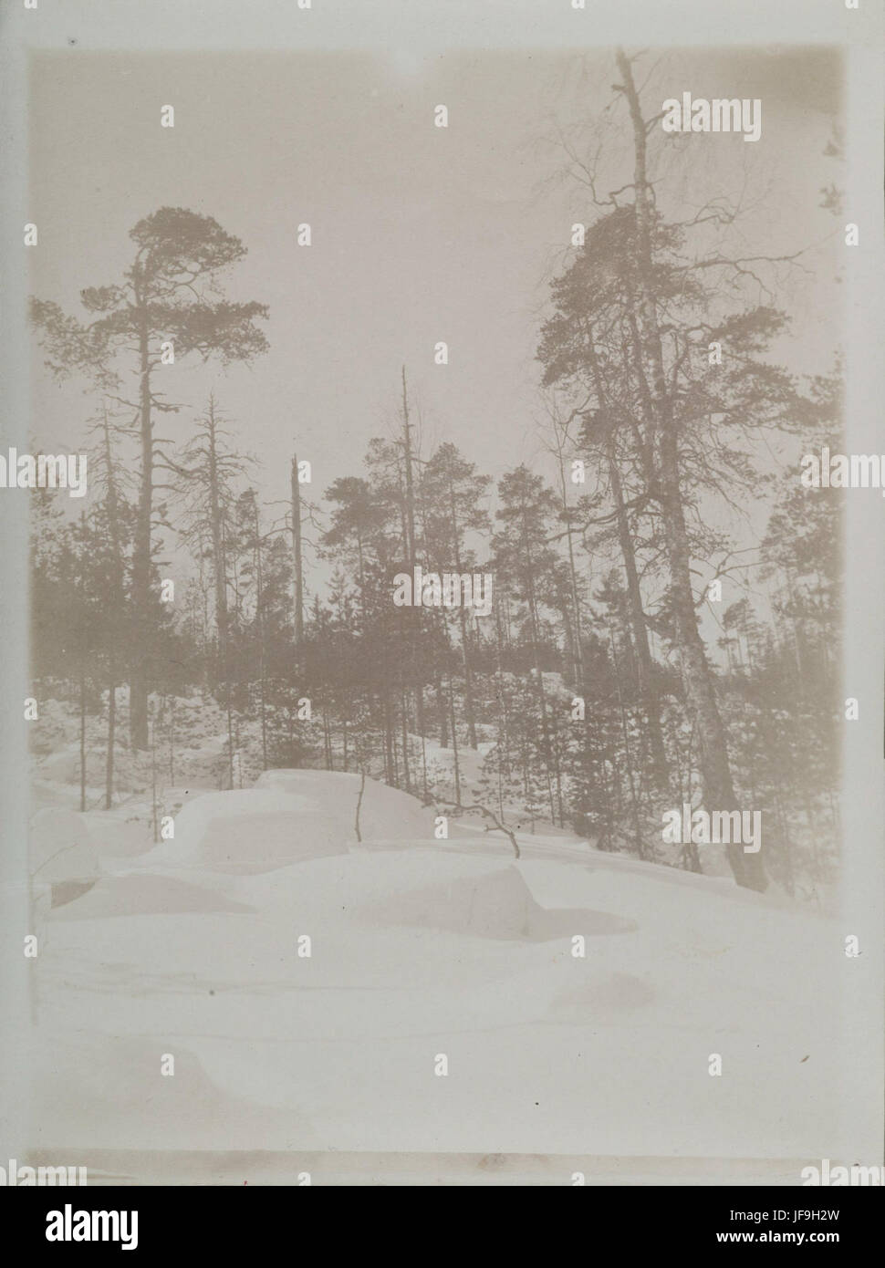 Frühjahrswald unter einer dicken Schneedecke Stockfoto