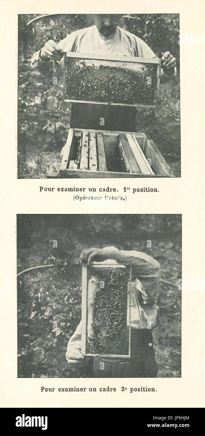 Ein historisches Bild, das die Untersuchung eines Bienenzuchtrahmens in einer historischen landwirtschaftlichen Bibliothek zeigt und das Studium von Bienenstöcken zeigt. Stockfoto