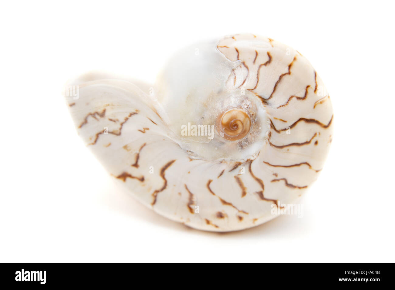 Rosa seashell isoliert auf weißem Stockfoto