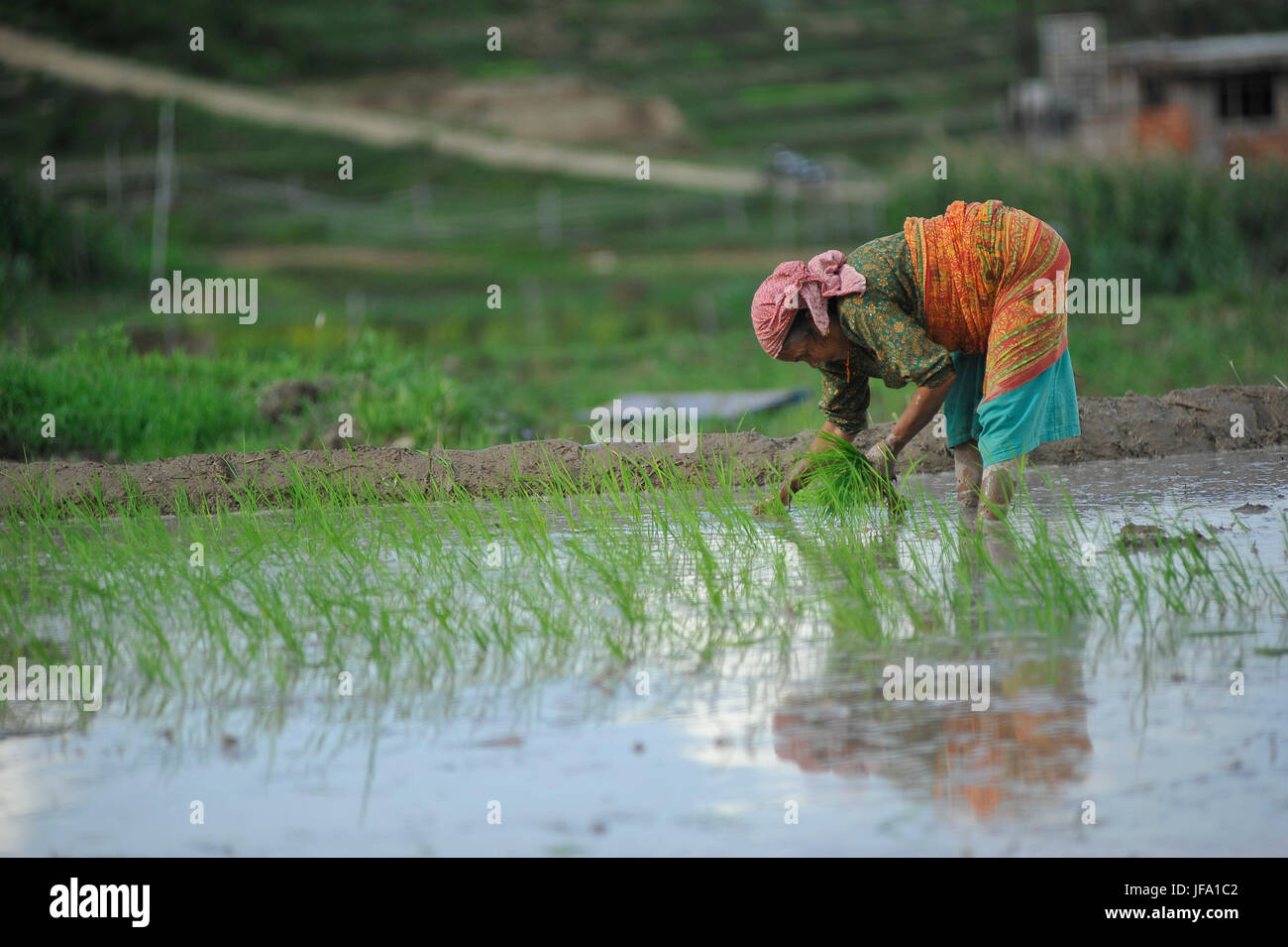Kathmandu, Nepal. 29. Juni 2017. Nepalesische Bauern Pflanzen Reis Kostproben während der Feier der Paddy-Nationalfeiertag "ASHAD 15" bei Chhampi, Patan, Nepal auf Donnerstag, 29. Juni 2017. Nepalesische Volk feiert Reis Plantage (Paddy Nationalfeiertag) Feier am "ASHAD 15" (Nepali Kalenderdatum). Bundesweit durch Pflanzen Reis, spielen auf Schlamm und Verzehr von Quark und ausgetretenen Reis im Reisfeld. Aufgrund der weniger Niederschläge auf Monsun-Saison die meisten Menschen Pflanzen Reis durch das Pumpen von Wasser aus näher Wasserquelle. Bildnachweis: Narayan Maharjan/Pacific Press/Alamy Live-Nachrichten Stockfoto