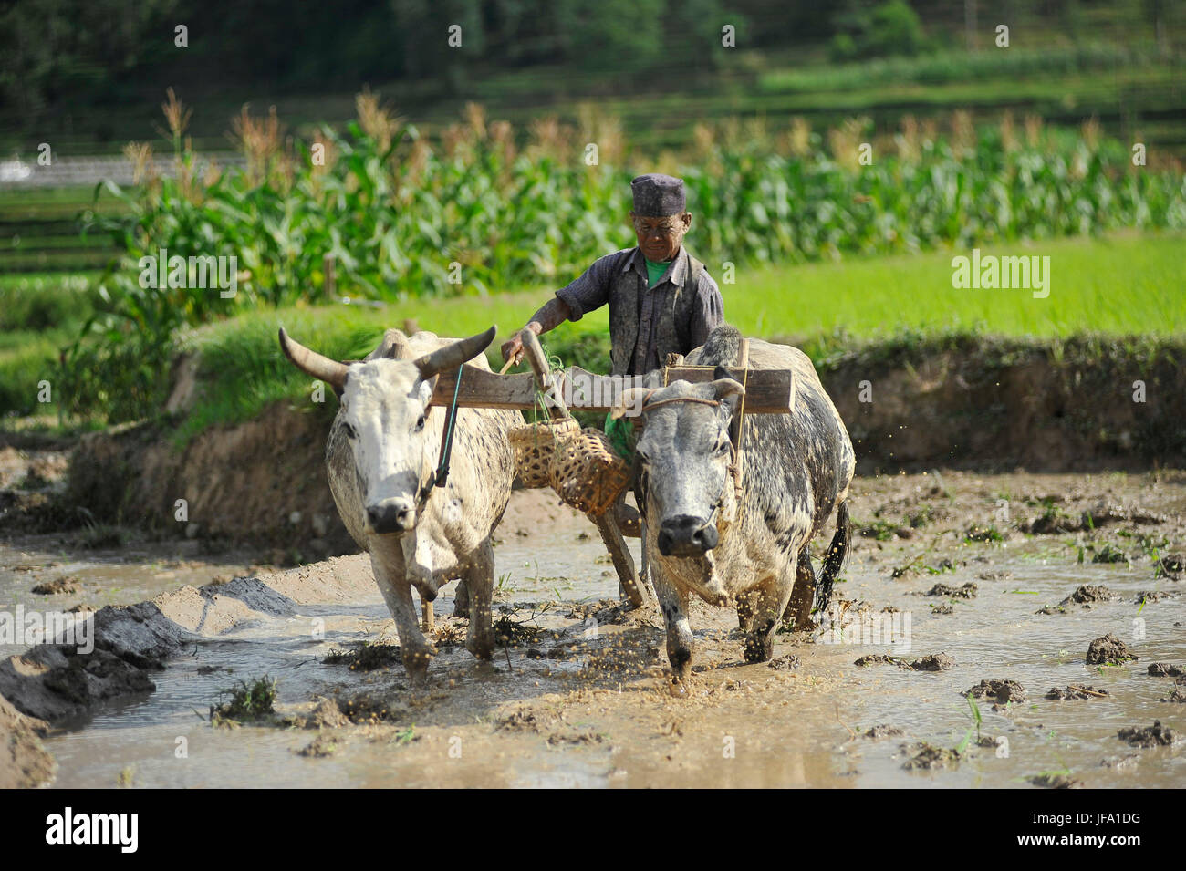 65 Jahre alt, RATNA BAHADUR NAGARKOTI Pflügen mit Ochsen für die Reis Plantage während der Feier der Paddy-Nationalfeiertag "ASHAD 15" bei Chhampi, Patan, Nepal auf Donnerstag, 29. Juni 2017 Reisfeld. Nepalesische Volk feiert Reis Plantage (Paddy Nationalfeiertag) Feier am "ASHAD 15" (Nepali Kalenderdatum). Bundesweit durch Pflanzen Reis, spielen auf Schlamm und Verzehr von Quark und ausgetretenen Reis im Reisfeld. Aufgrund der weniger Niederschläge auf Monsun-Saison die meisten Menschen Pflanzen Reis durch das Pumpen von Wasser aus näher Wasserquelle. (Foto von Narayan Maharjan/Pacific Press) Stockfoto