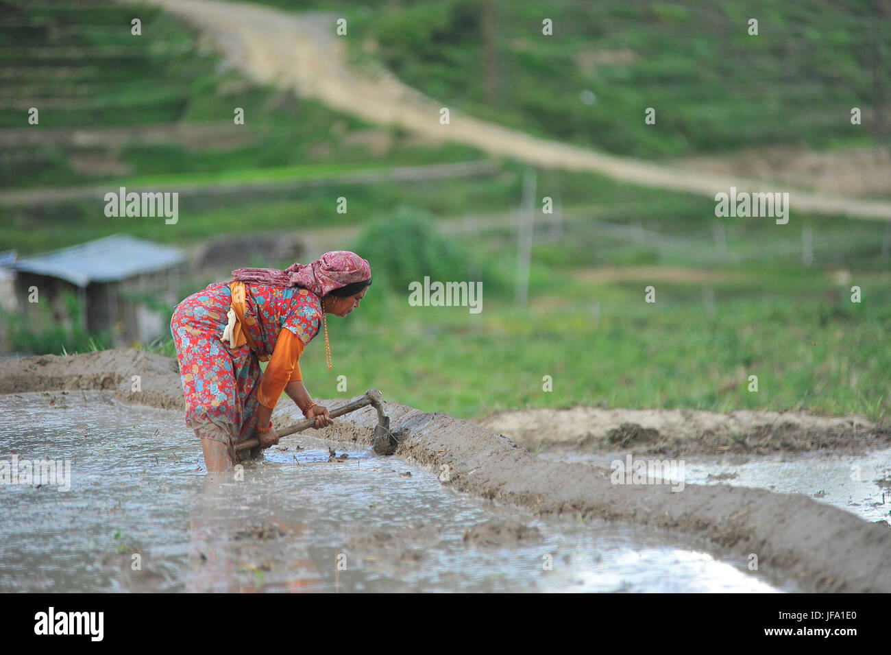 Kathmandu, Nepal. 29. Juni 2017. Ein Bauer bereitet den Boden für Reis Planntation während der Feier der Paddy-Nationalfeiertag "ASHAD 15" bei Chhampi, Patan, Nepal auf Donnerstag, 29. Juni 2017. Nepalesische Volk feiert Reis Plantage (Paddy Nationalfeiertag) Feier am "ASHAD 15" (Nepali Kalenderdatum). Bundesweit durch Pflanzen Reis, spielen auf Schlamm und Verzehr von Quark und ausgetretenen Reis im Reisfeld. Aufgrund der weniger Niederschläge auf Monsun-Saison die meisten Menschen Pflanzen Reis durch das Pumpen von Wasser aus näher Wasserquelle. Bildnachweis: Narayan Maharjan/Pacific Press/Alamy Live-Nachrichten Stockfoto