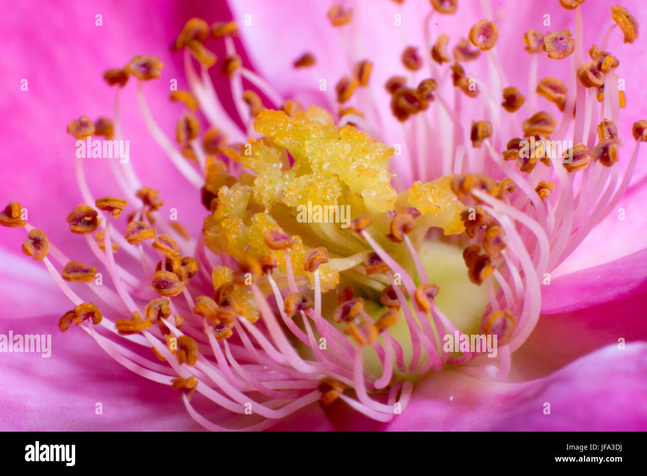 Makroaufnahme der rosa Blume Stockfoto