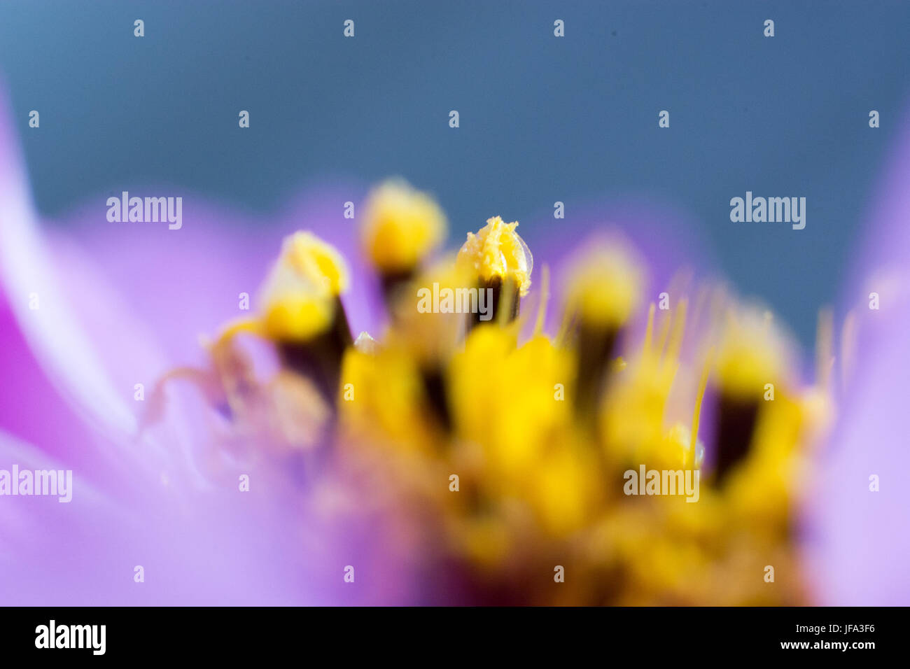 Abstrakte Blume in Nahaufnahme Stockfoto