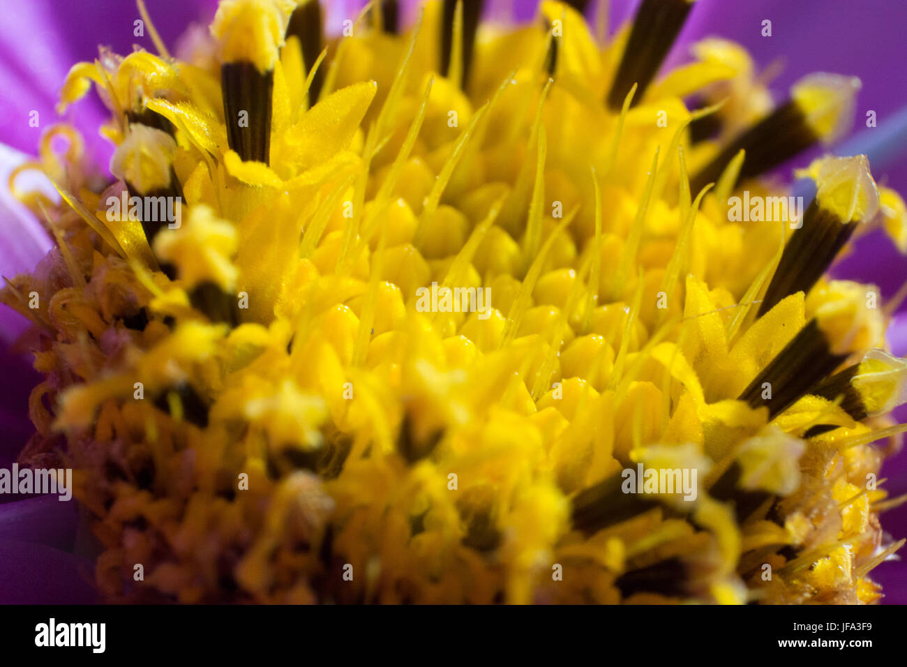 Abstrakte Blume in Nahaufnahme Stockfoto