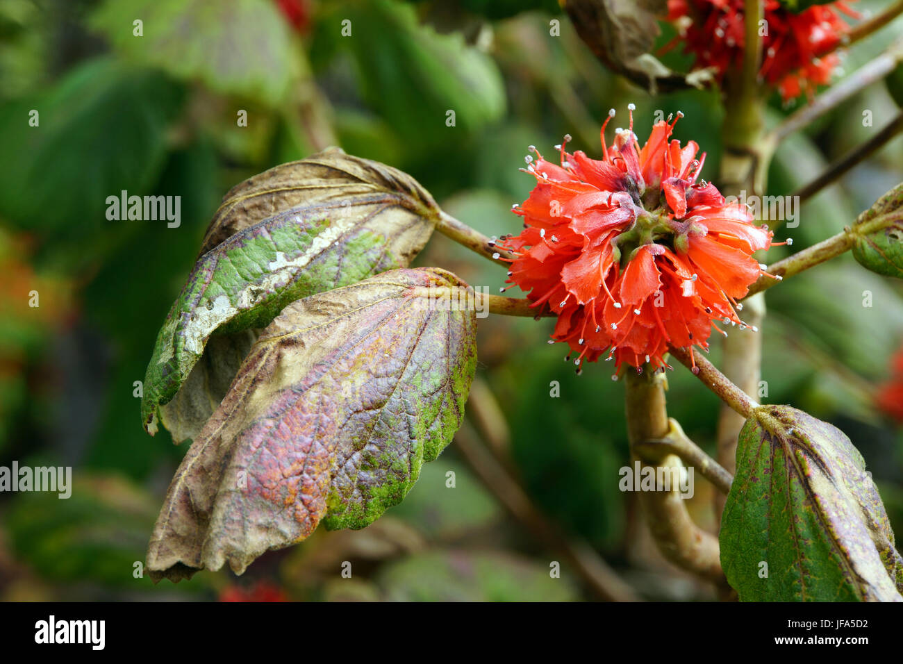 Tropische hortensie Baum Stockfoto