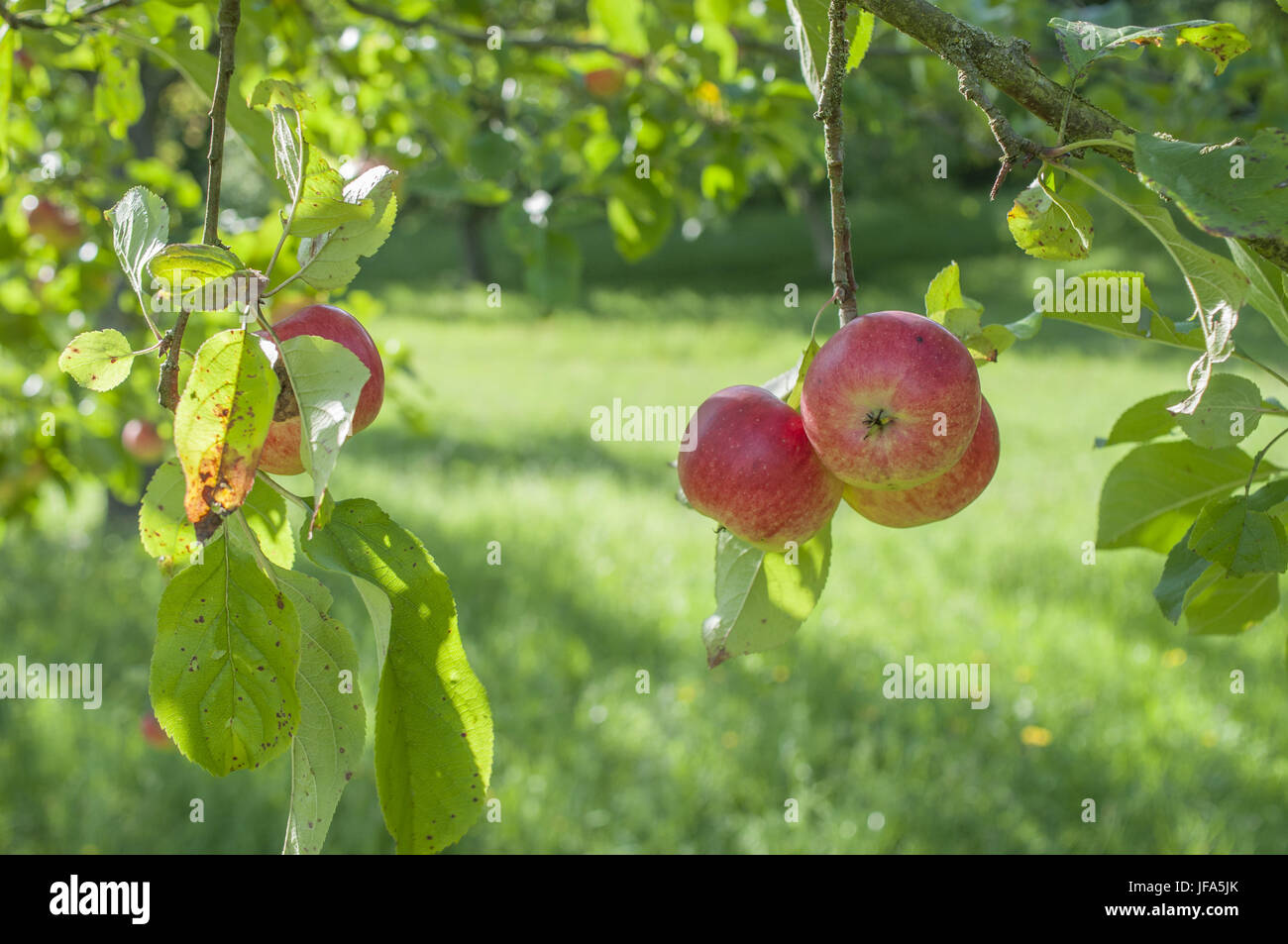 Reife äpfel in der Nähe Gailenkirchen, Deutschland Stockfoto