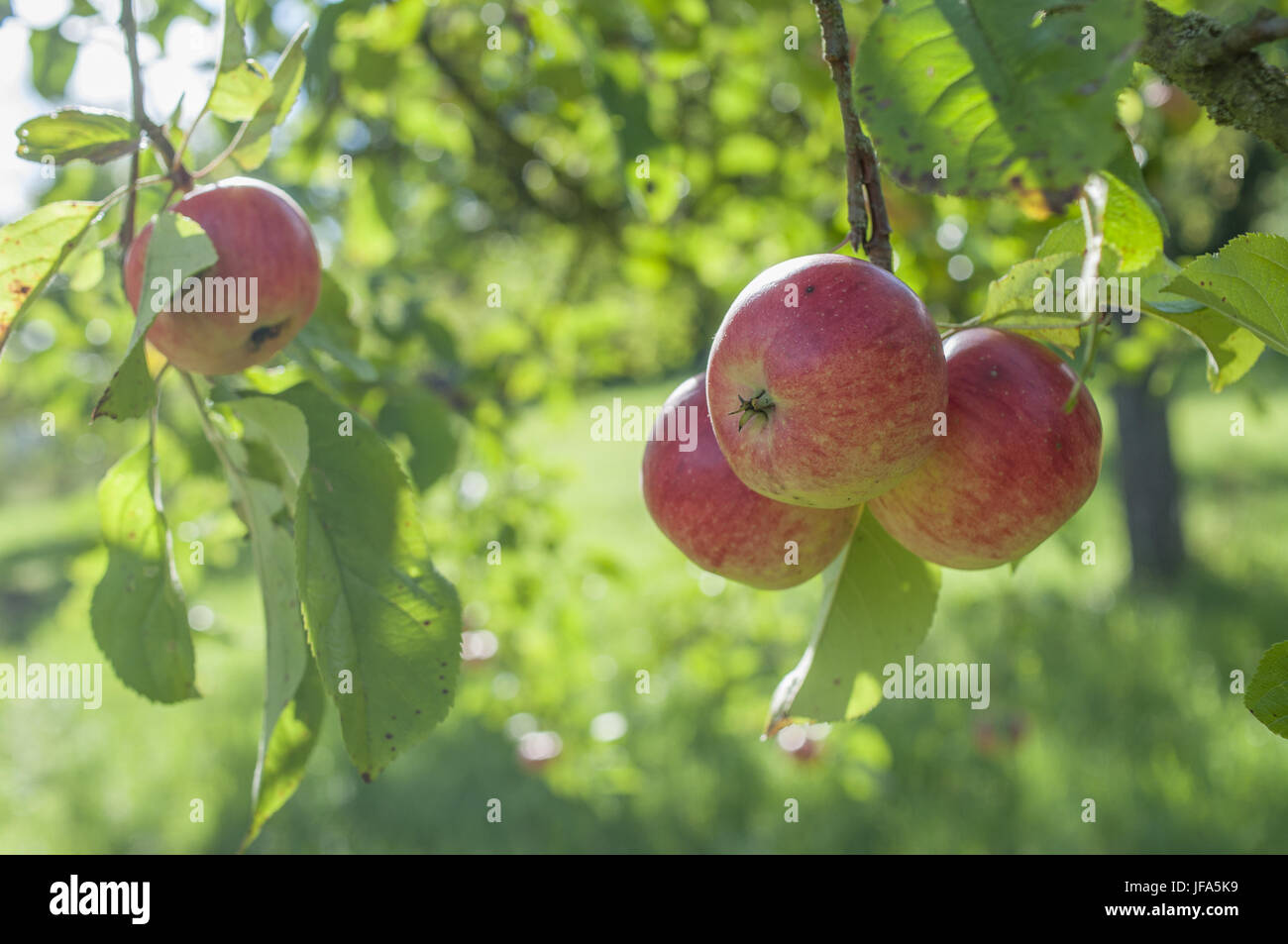 Reife äpfel in der Nähe Gailenkirchen, Deutschland Stockfoto