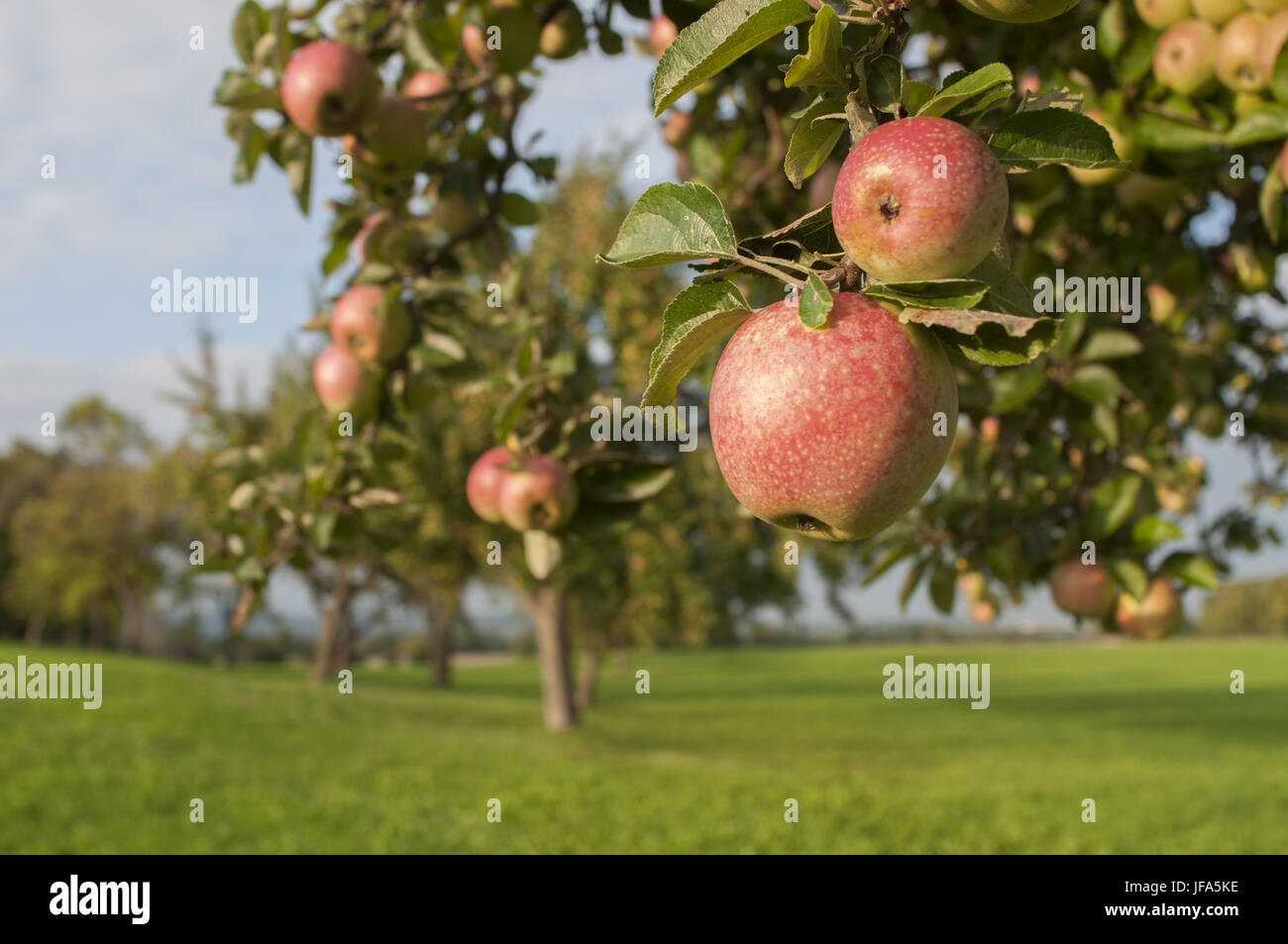 Reife äpfel in der Nähe Bibersfeld, Deutschland Stockfoto