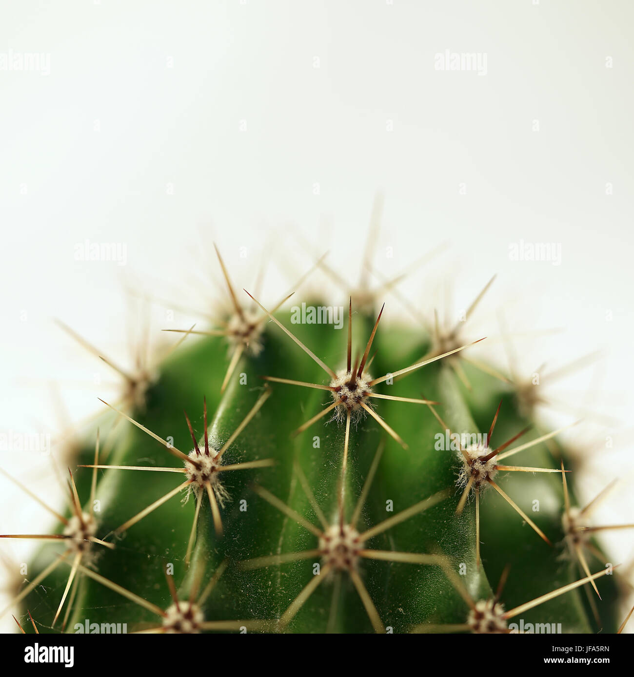 Nahaufnahme eines Kaktus Stockfoto