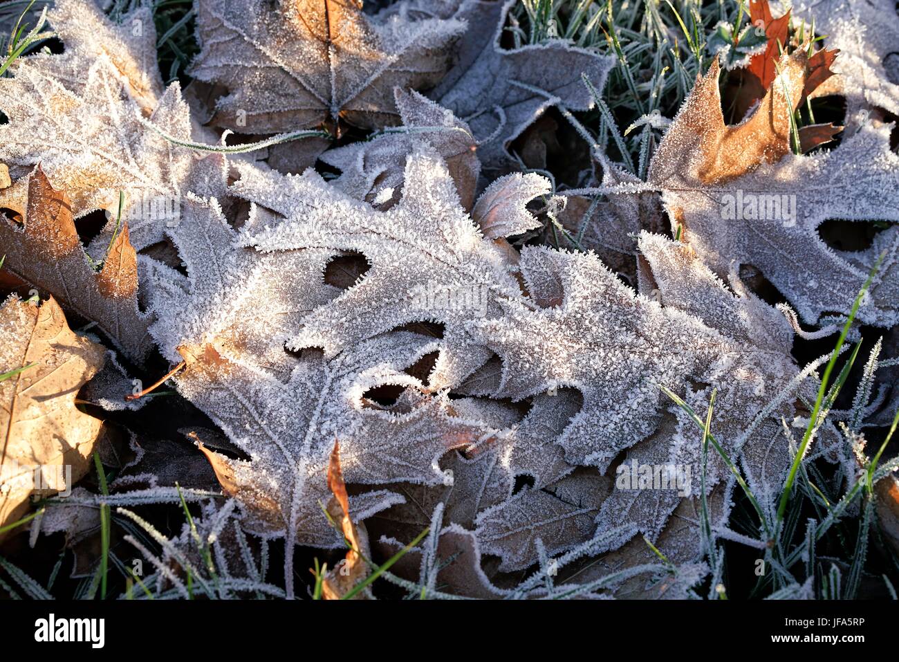 Eichenlaub auf einer Wiese im Winter Stockfoto