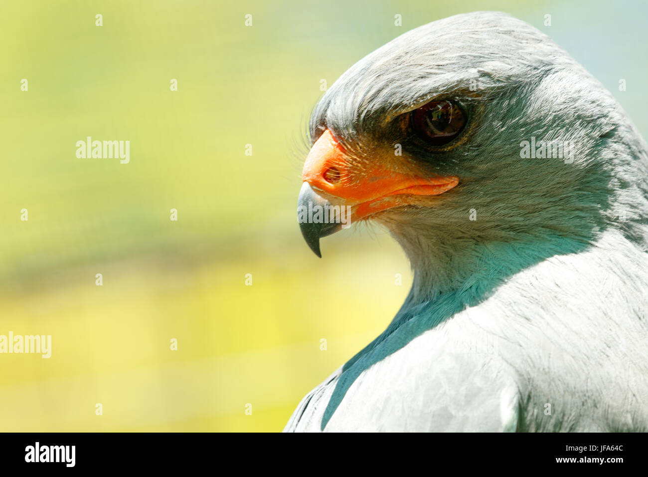 Blass Chanting Goshawk Suchen einschüchternd Stockfoto