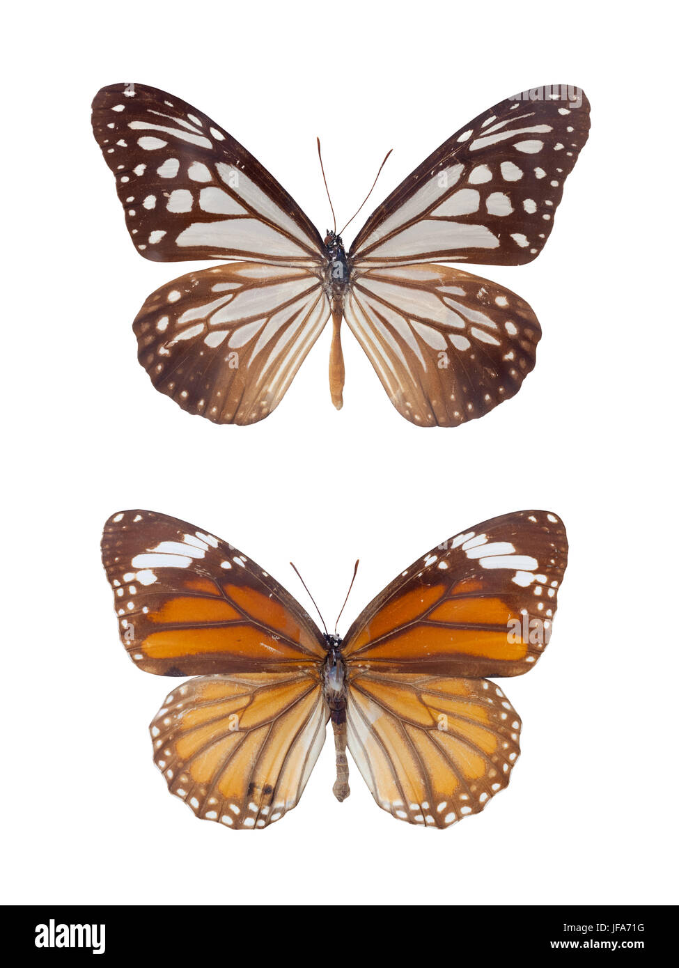 Tiger spots Schmetterlinge Stockfoto