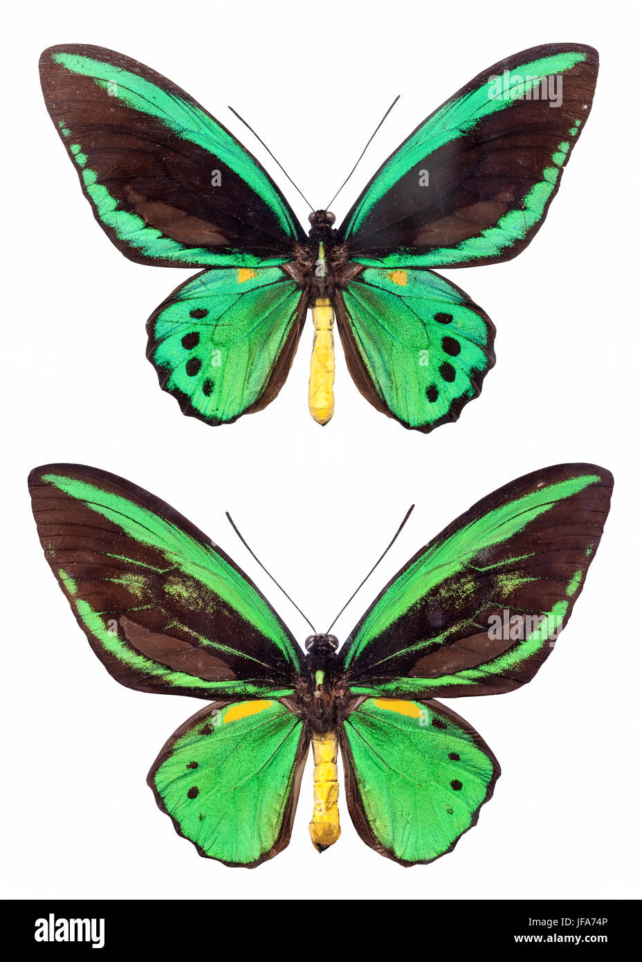 Zwei Papilio isoliert Stockfoto
