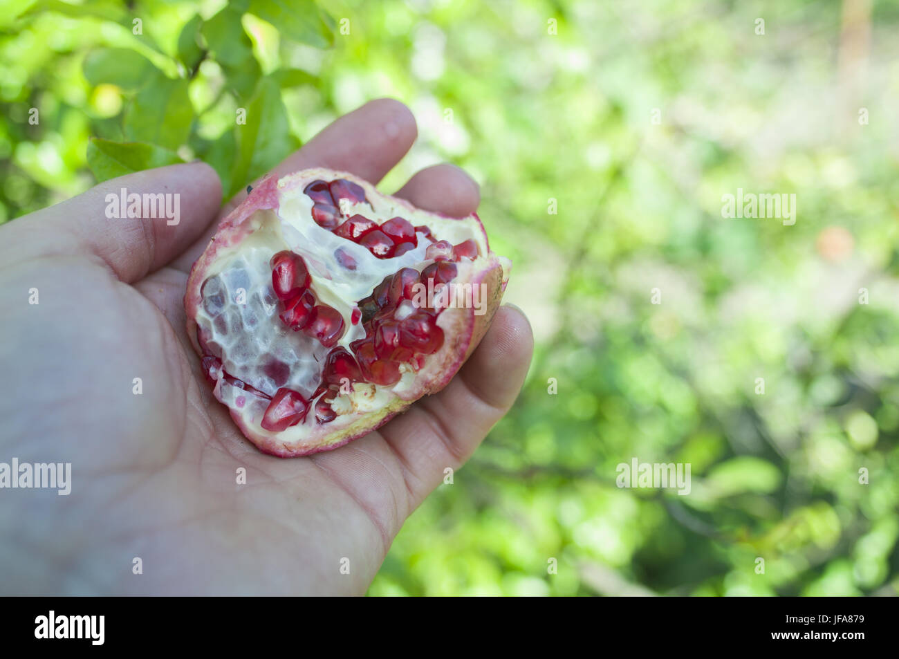 Granatapfel, Kaukasus Stockfoto