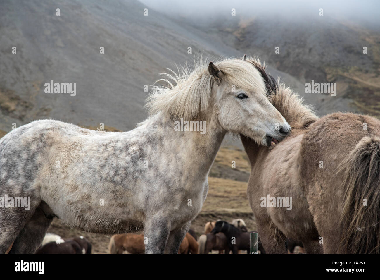 Islandpferde miteinander pflegen Stockfoto