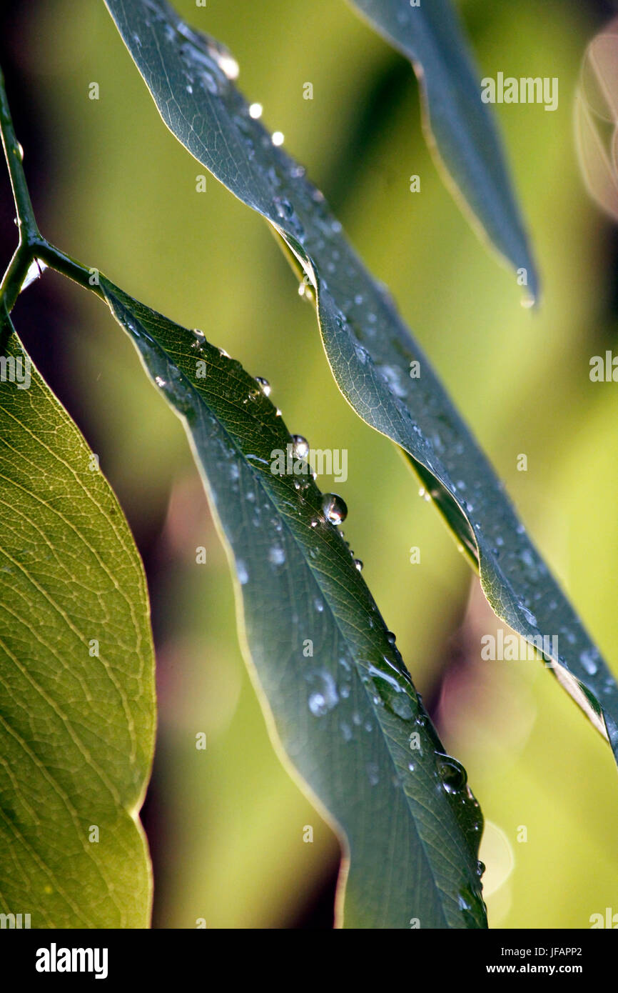 Monsun-Blumen Stockfoto