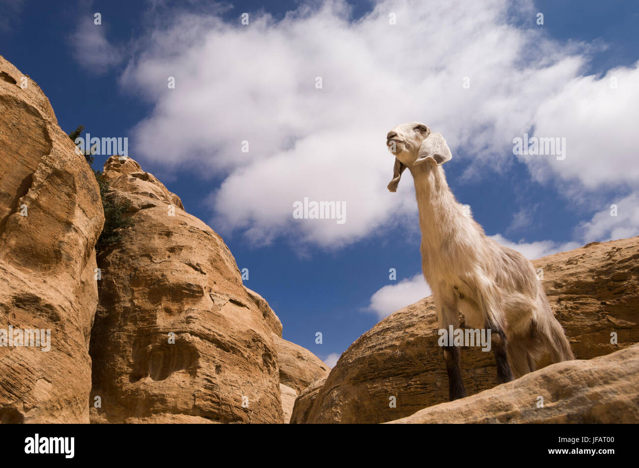 Eine Ziege stehend auf einem Felsen. Stockfoto