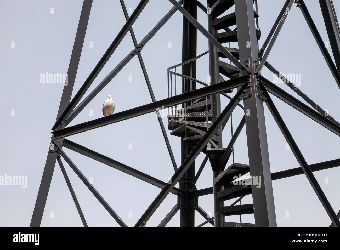 Taube hocken auf einem Wachturm im Gefängnis Alcatraz, San Francisco, Kalifornien, USA Stockfoto