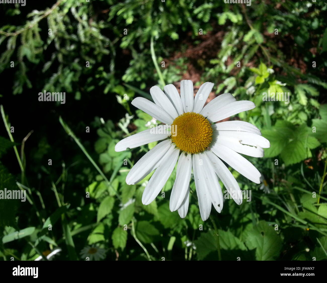 Shasta Daisy Stockfoto