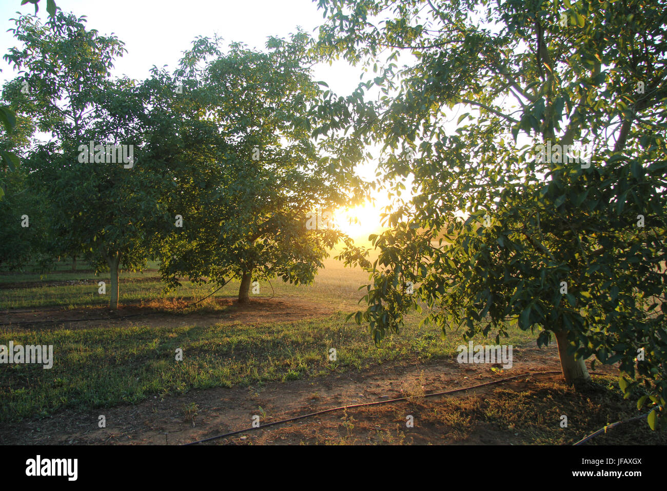 Walmut in Crespia, Girona Provinz, Katalonien, Spanien Stockfoto