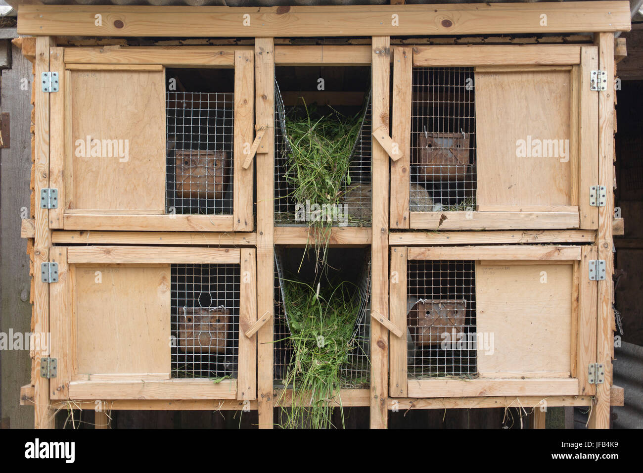 Ein hölzerner Käfig für die Zucht von Kaninchen. Das Haus eines Kaninchens, gemacht von Hand aus Holz und Metall. Stockfoto