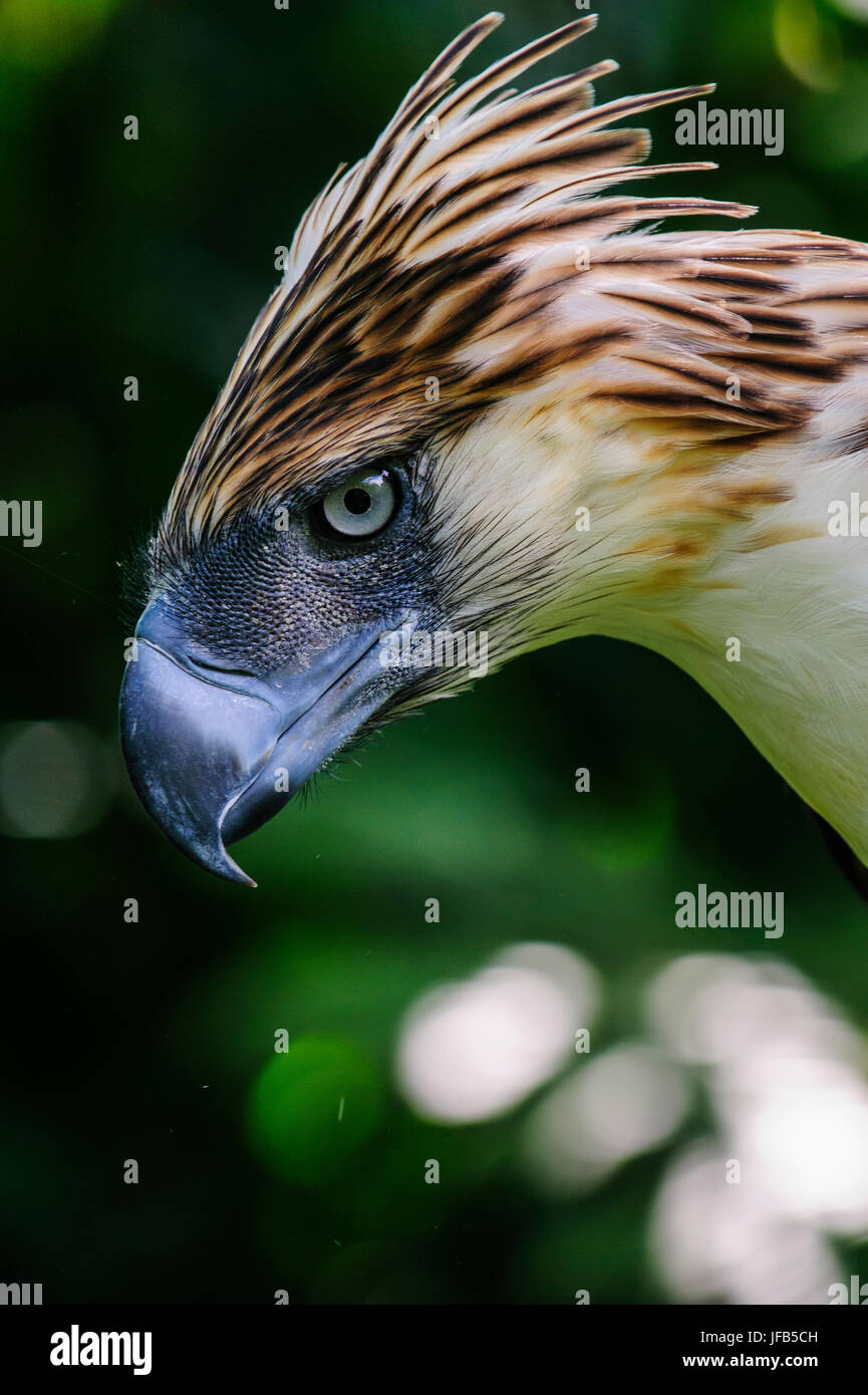 Philippine Eagle (Pithecophaga Jefferyi), auch bekannt als die Monkey-eating Eagle, Davao, Mindanao, Philippinen Stockfoto