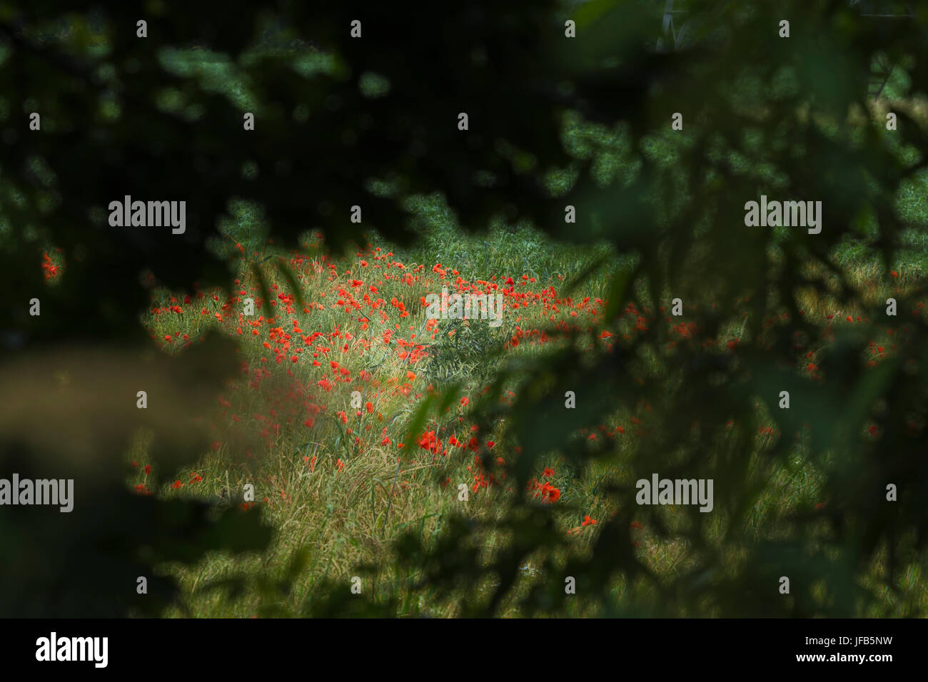 Flüchtig durch eine Lücke in der Hecke Mohn am Rande eines Feldes an der Grenze von Leicestershire Derbyside im Sommer 2017 Stockfoto