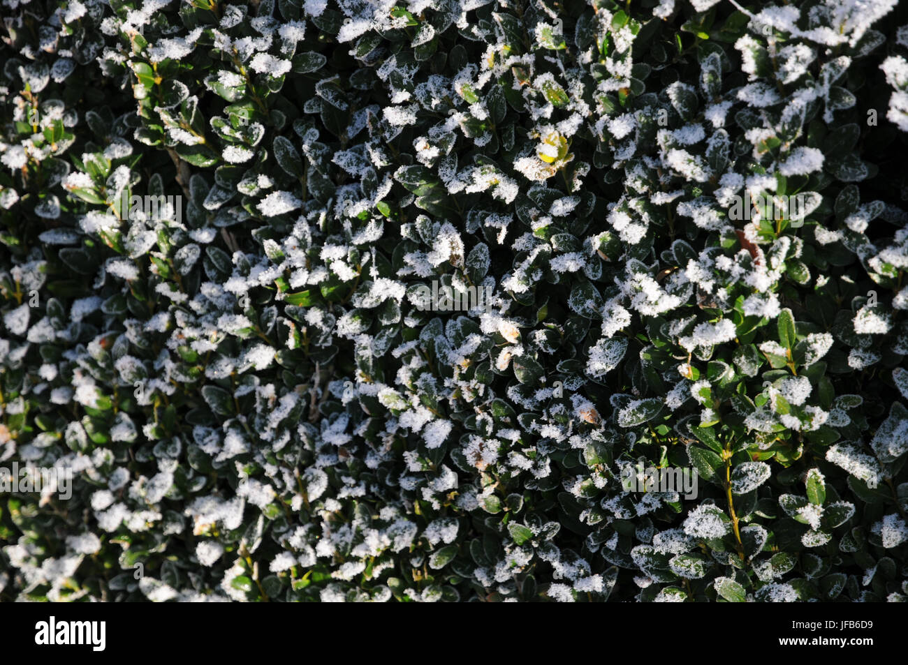 Buxus sempervirens, Baum, weiß Frost Stockfoto