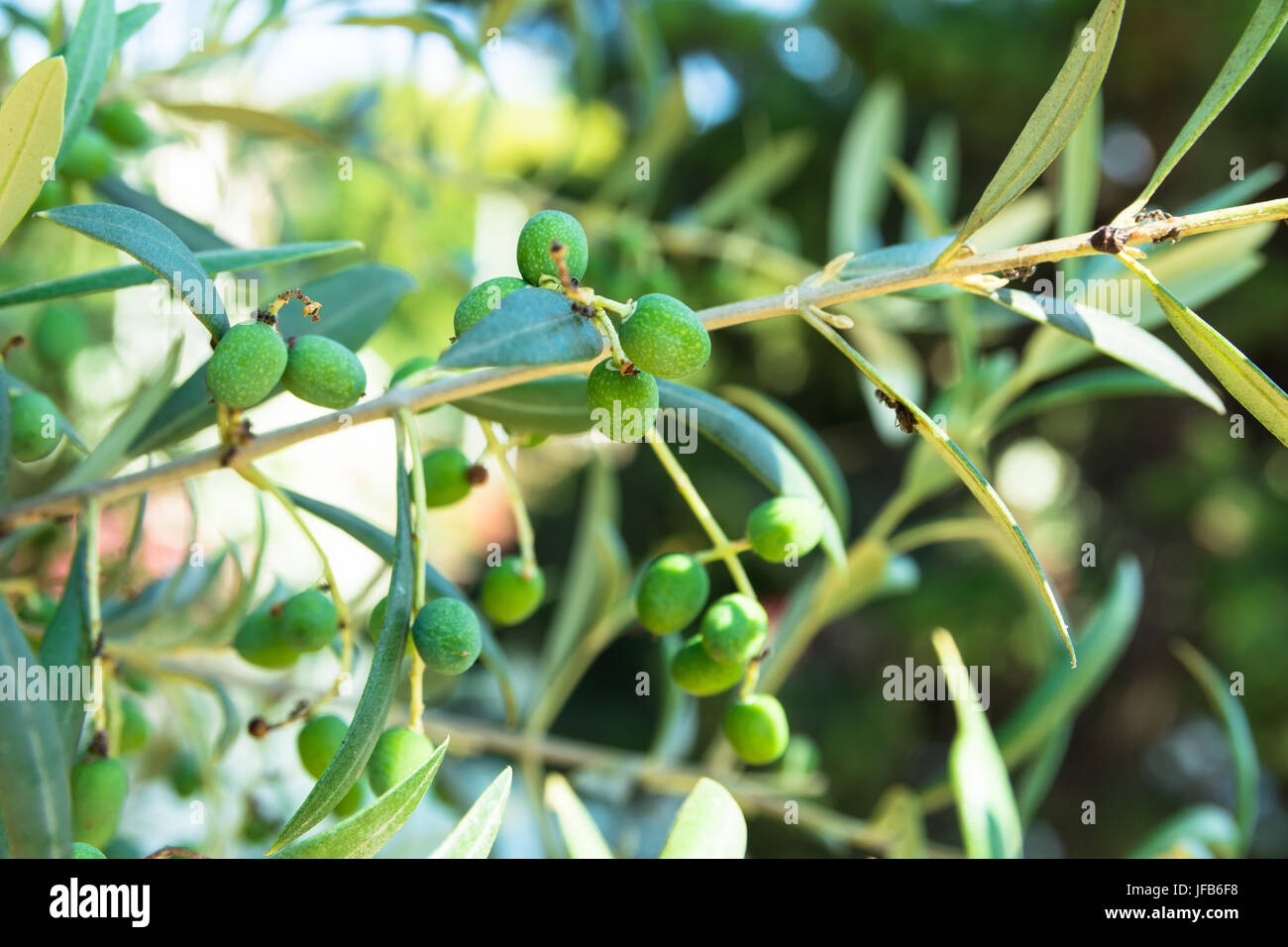 Nahaufnahme eines jungen Olivenbaum Zweig mit reifen Früchten, Sonnenlicht, grünes Laub, weichen Farben, Spanien, Italien, Griechenland, Ölförderung Stockfoto