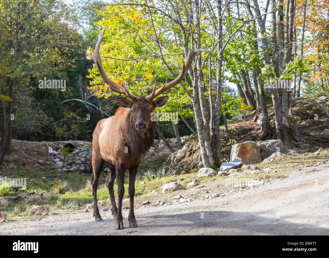 Kanadische Hirsche auf der Spur für Besucher Stockfoto