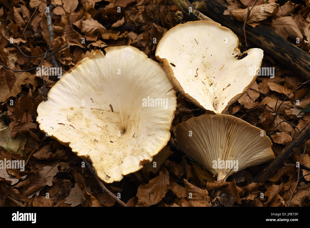 Pilze, Pilz, Clitocybe Maxima Stockfoto