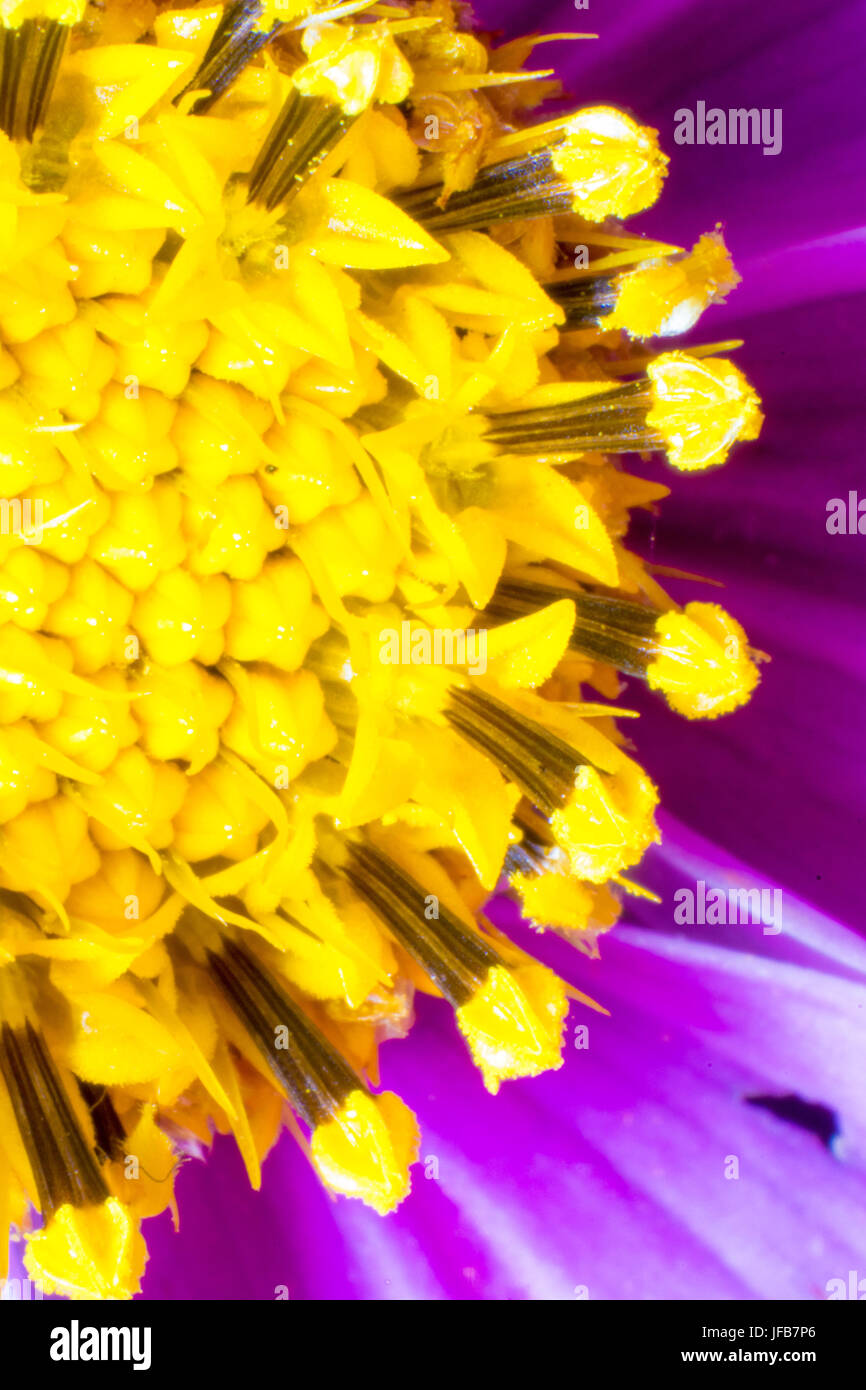 Abstrakte Makroaufnahme der Blume Stockfoto