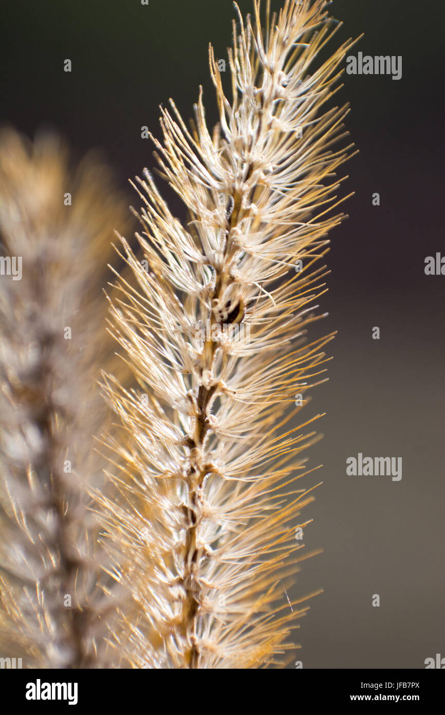 Makroaufnahme der Hordeum Murinum Stockfoto