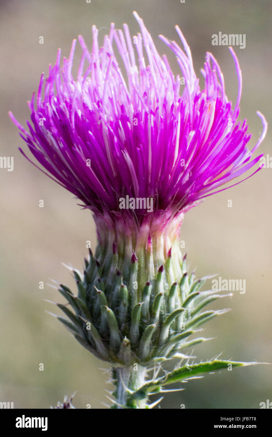 Abstrakte Makroaufnahme der Blume Stockfoto
