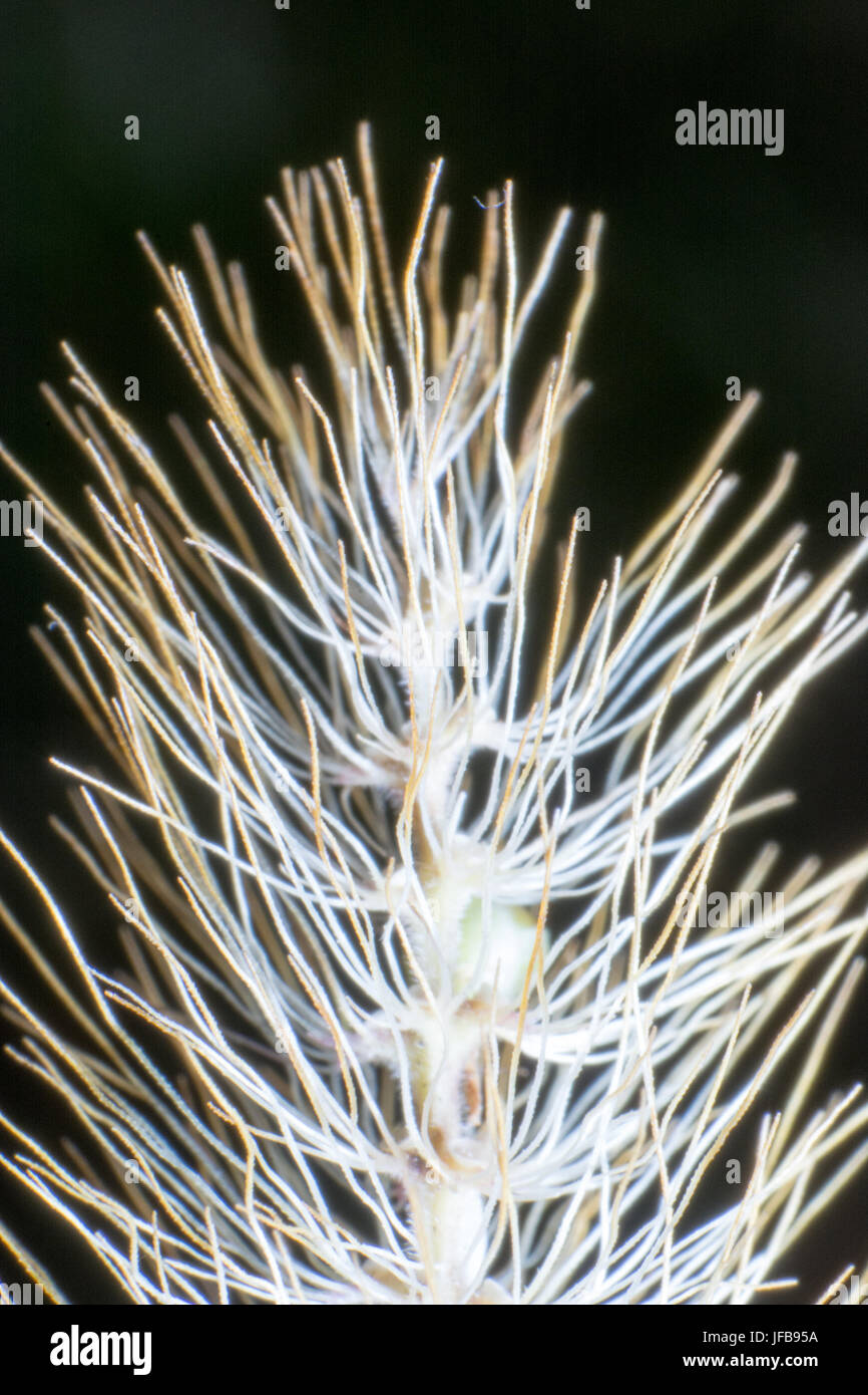Makroaufnahme der Hordeum Murinum Stockfoto
