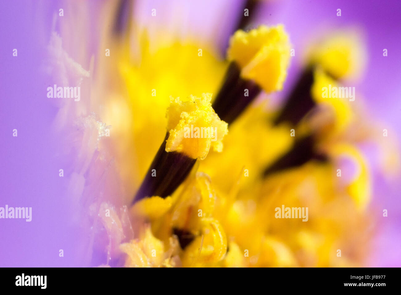 Abstrakte Blume in Nahaufnahme Stockfoto