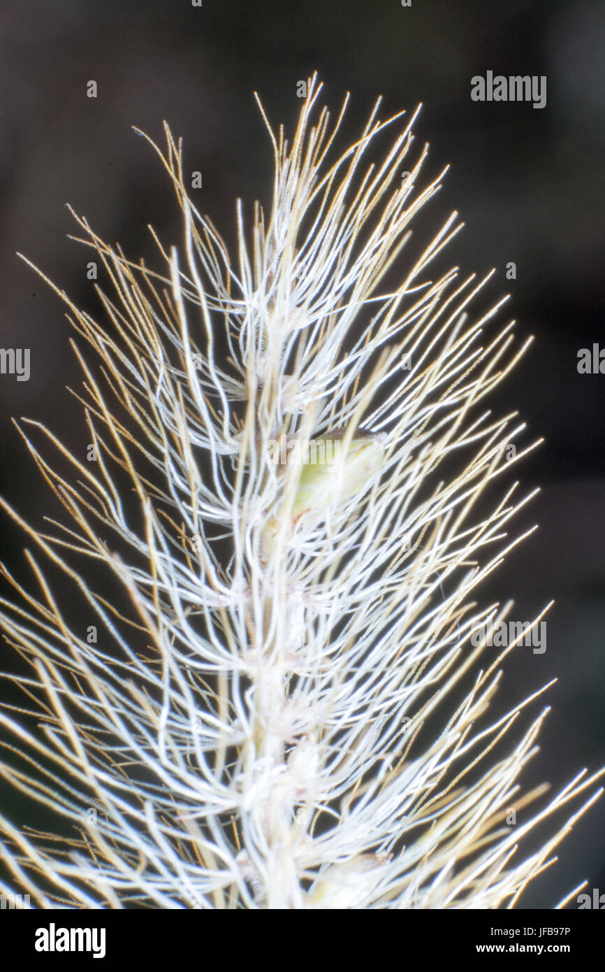 Makroaufnahme der Hordeum Murinum Stockfoto