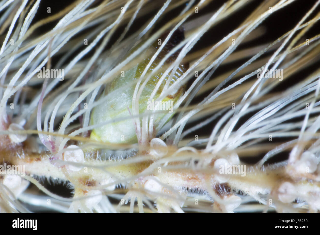 Makroaufnahme der Hordeum Murinum Stockfoto