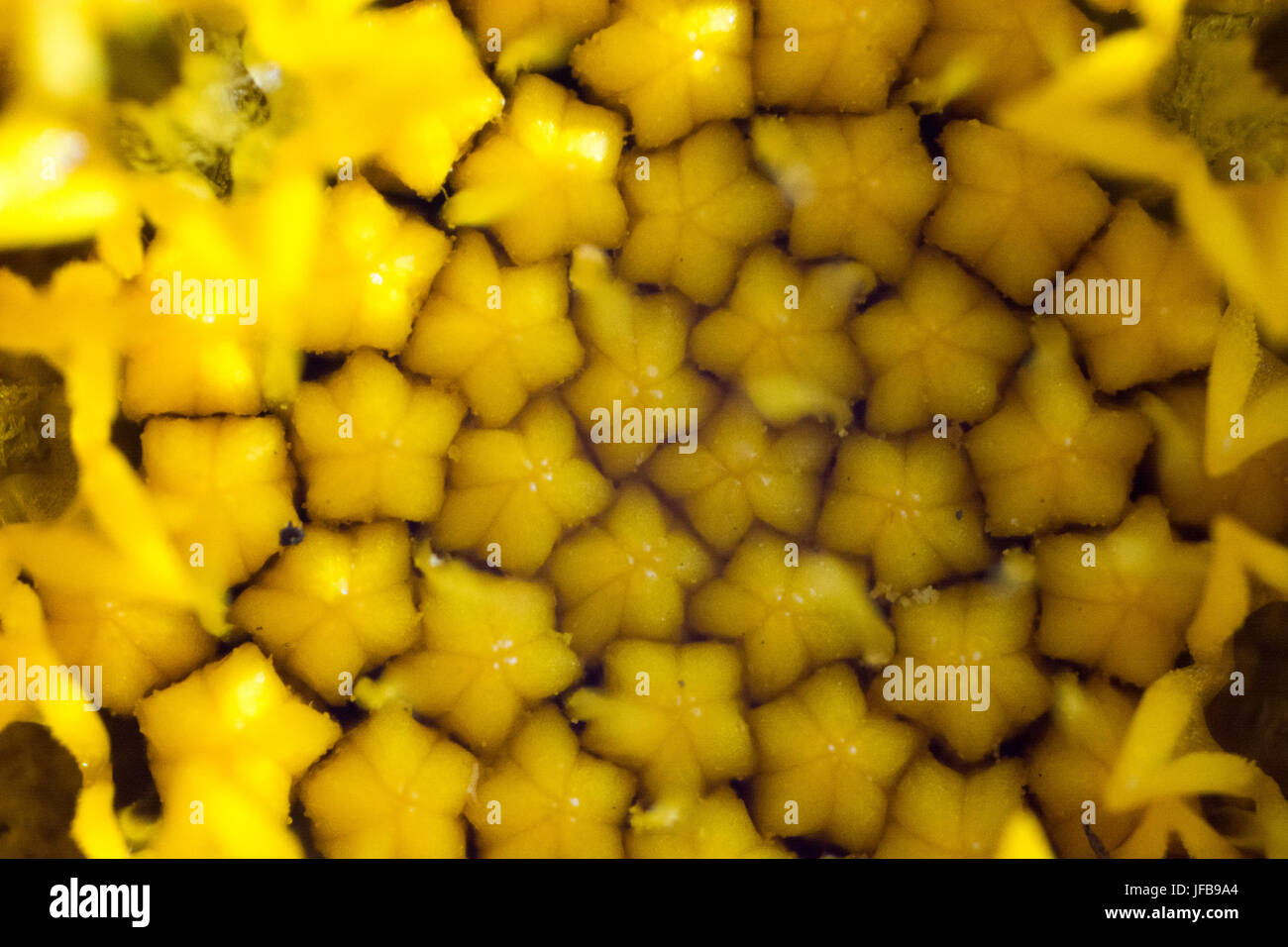 Abstrakte Blume in Nahaufnahme Stockfoto