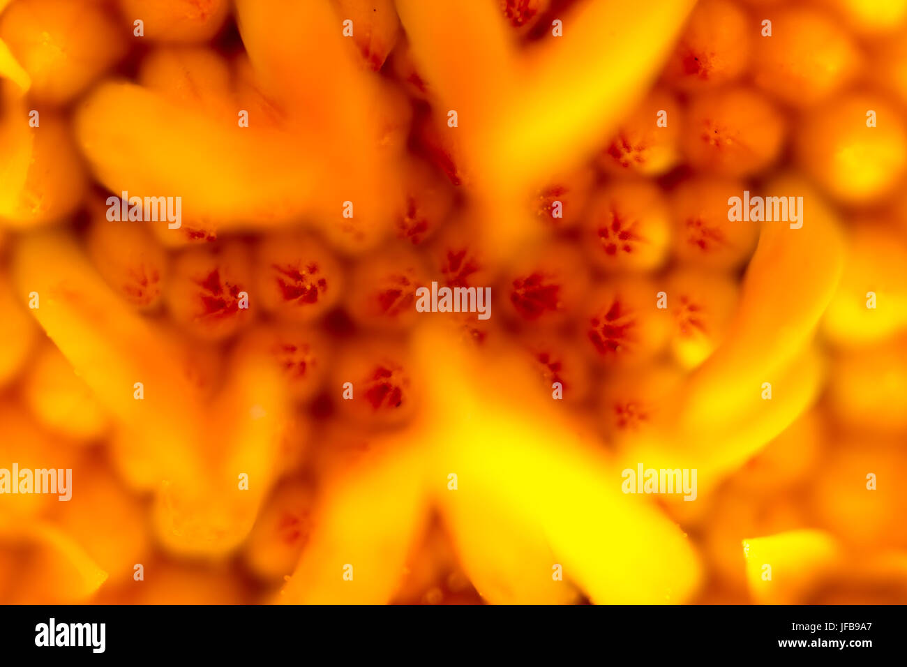 Makroaufnahme der orange Blume Stockfoto