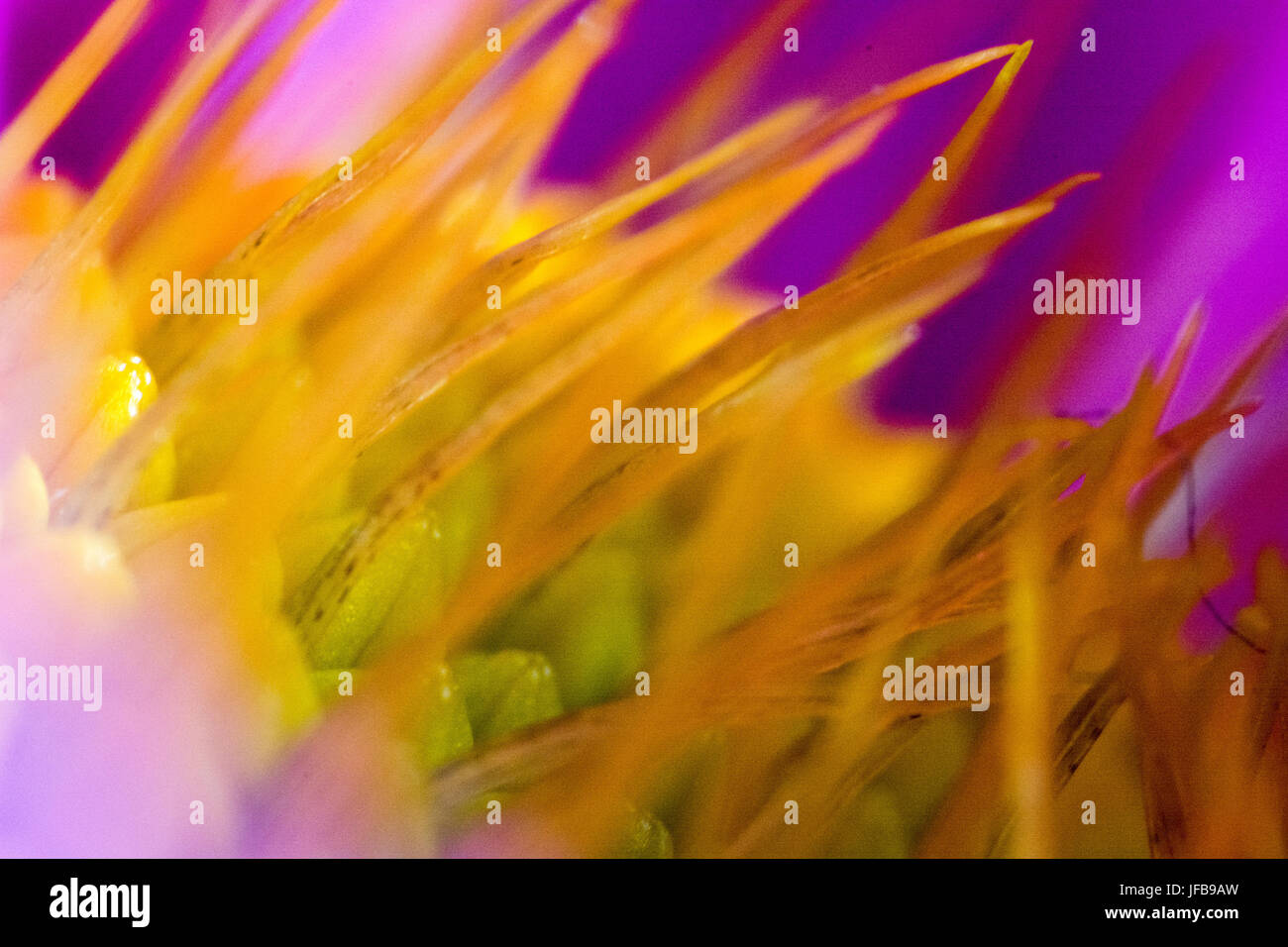 Abstrakte Blume in Nahaufnahme Stockfoto