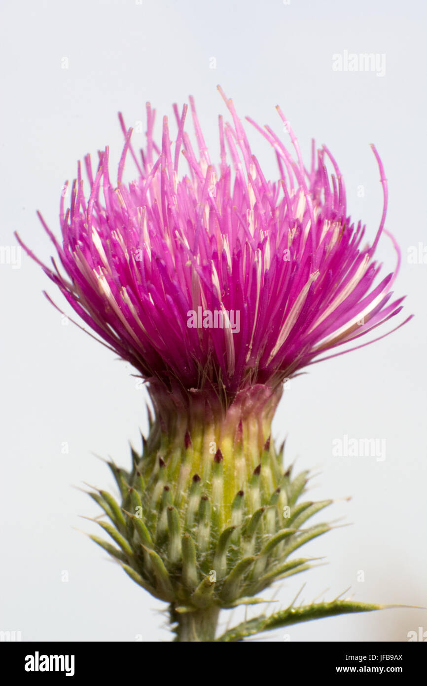 Abstrakte Makroaufnahme der Blume Stockfoto
