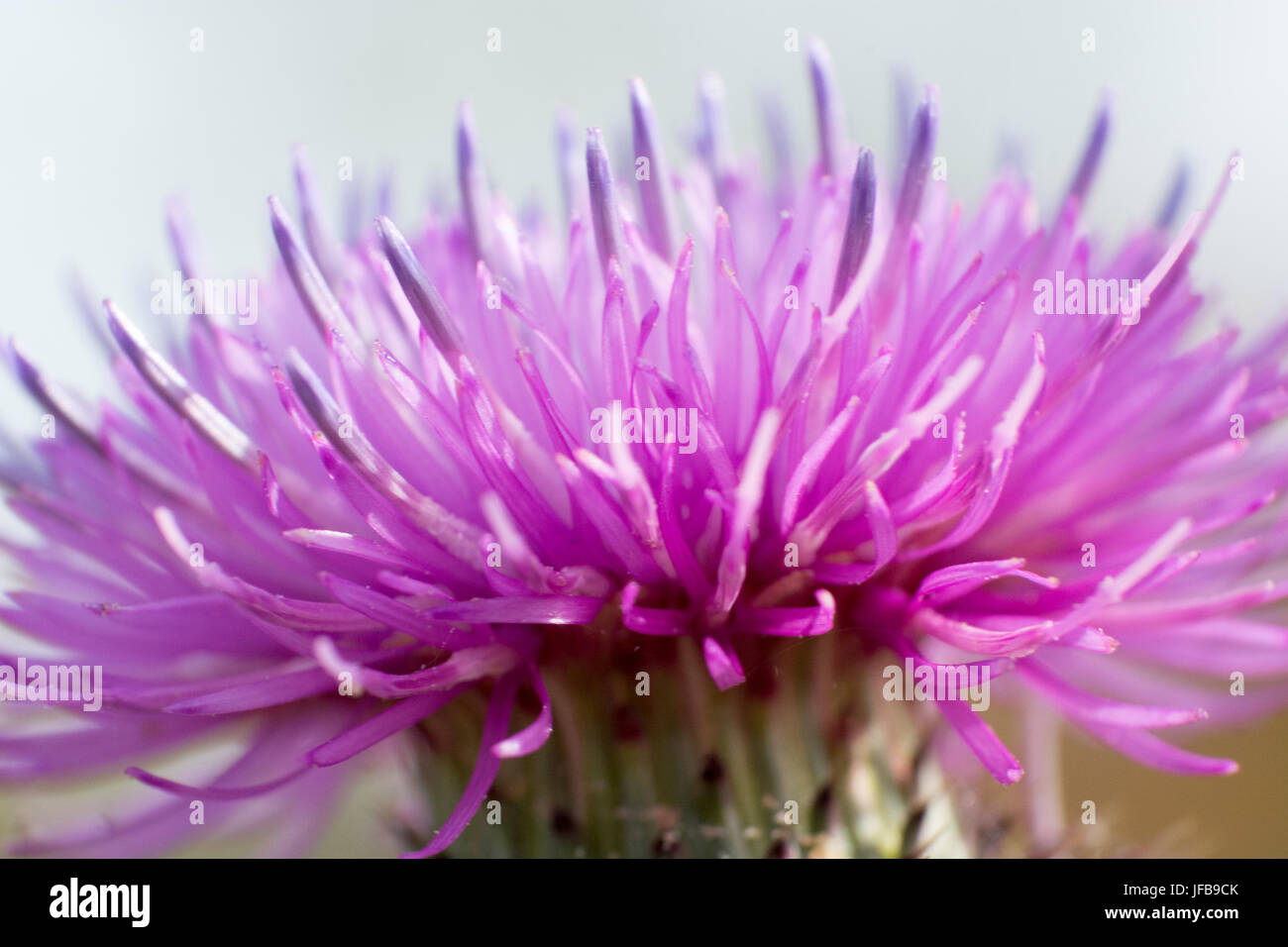 Abstrakte Makroaufnahme der Blume Stockfoto