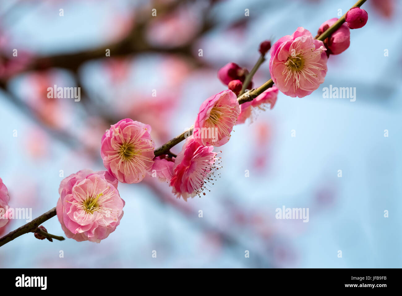 Pflaume Niederlassung in voller Blüte. Stockfoto