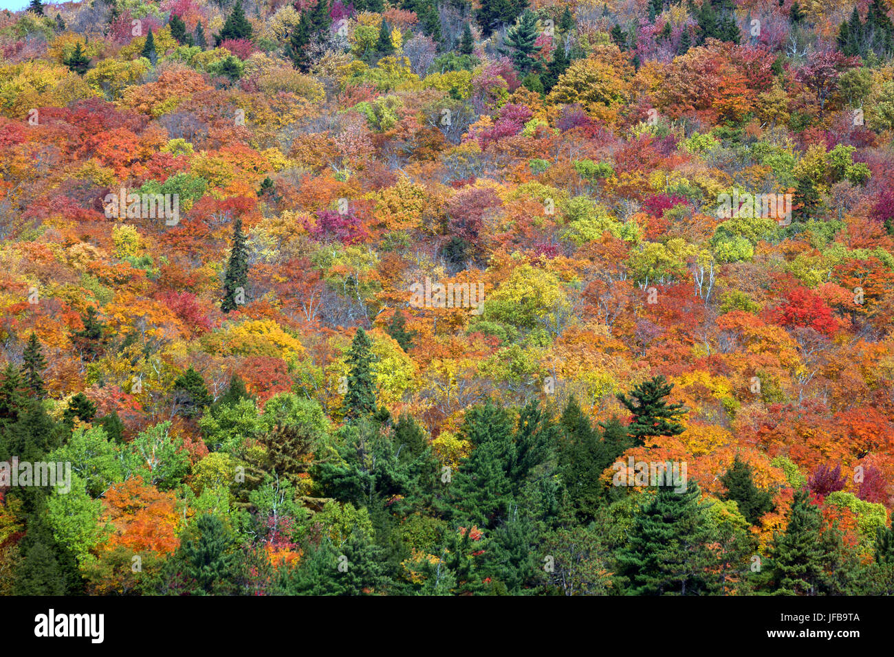 Kanadische Herbst Laub Stockfoto