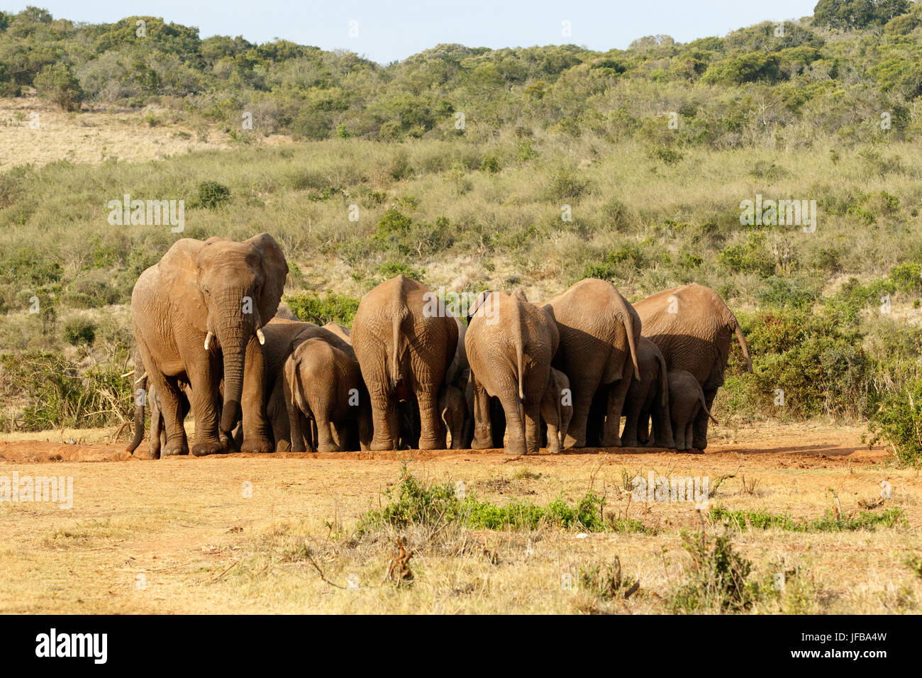 Die Frau und Baby Elefanten sammeln Stockfoto
