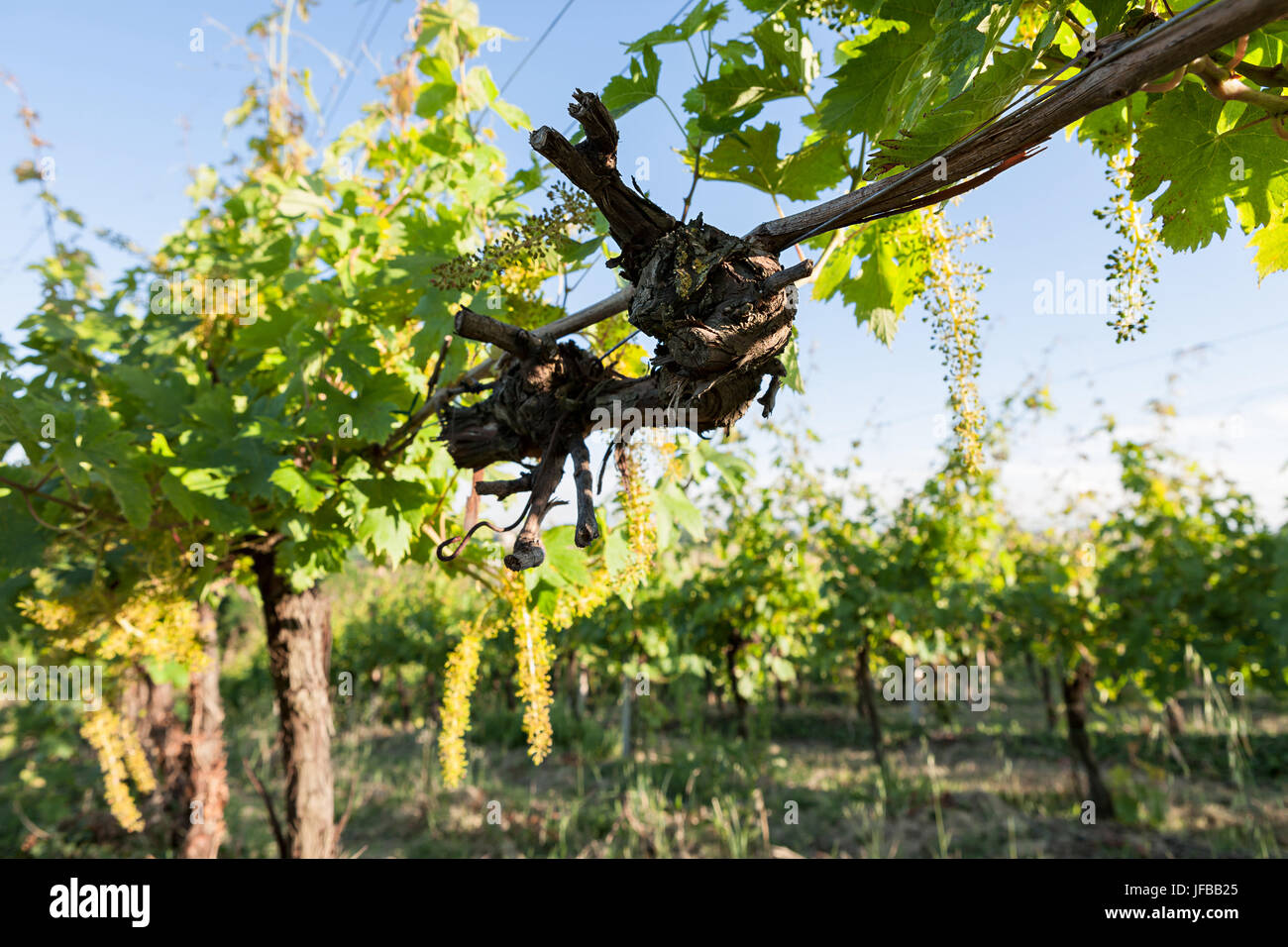 Trunk der Reben im Weinberg Stockfoto