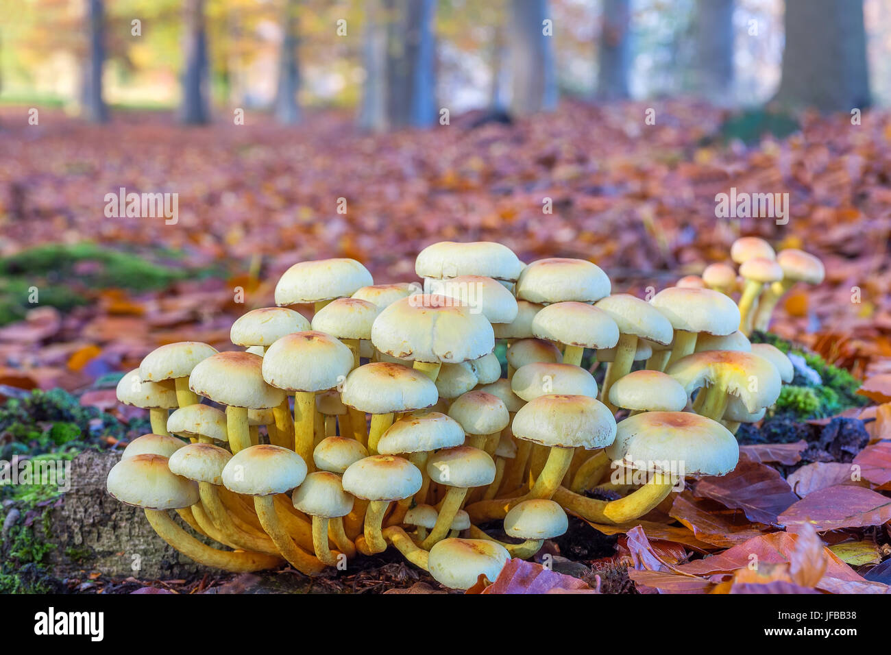 Gruppe von Pilzen im Herbst Buchenwald Stockfoto