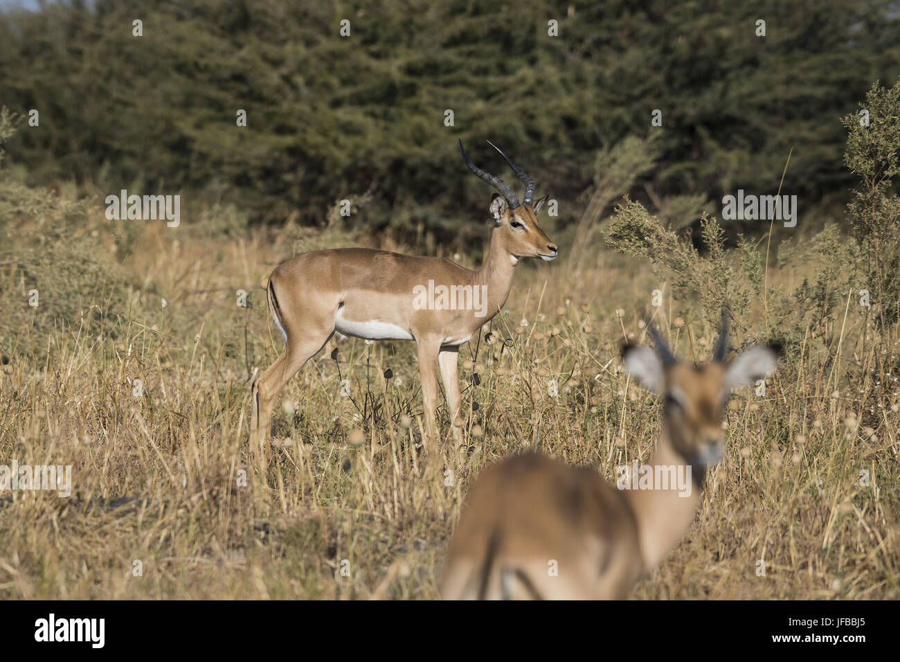 Impala (Aepyceros melampus) Stockfoto